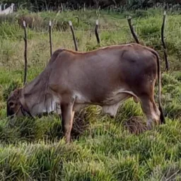 Notícias e putaria