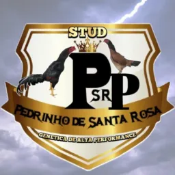 Stud PP🇧🇷 PEDRINHO DE SANTA ROSA BRAZIL🇧🇷
