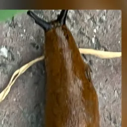 Nacktschnecken in der Gartenlaube ab 18😈