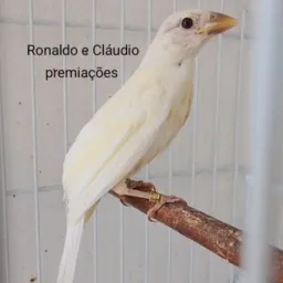❌SÓ MUTAÇÕES ❌
