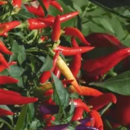 Os Apimentados 🌶️🌶️🌶️🌶️