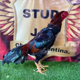 Stud J.C🐔