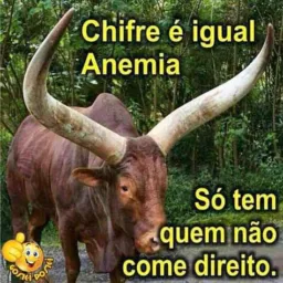 Chifre Boiado