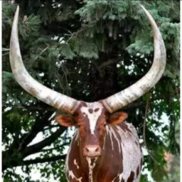 GRUPO CORNOS ORGULHOSOS🐮🇧🇷
