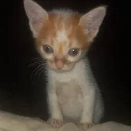 🤘ˡᵒˢ ᶜᵒʳⁿᵘᵈᵒˢ 🤘
