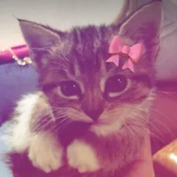 𝑮𝒂𝒕𝒊𝒏𝒉𝒂 𝑬𝒏𝒈𝒂𝒋𝒂 🐈‍⬛✨️💋 (Vendo por 20$)