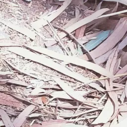 النساء الجميلات