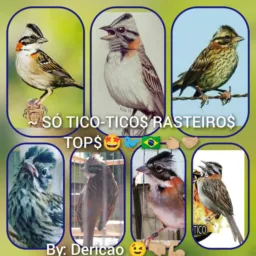 ~ SÓ TICO-TICO$ RASTEIRO$ TOP$🤩🐦🇧🇷👈🏼🤝🏼