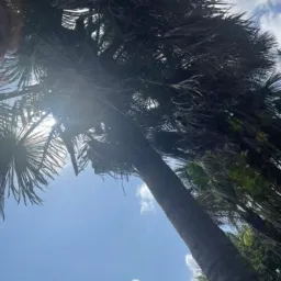 🔥🔥🌶️Pega fogo Cabaré🌶️ 🔥🔥
