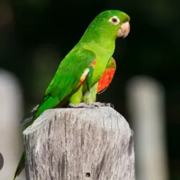Piriquitas