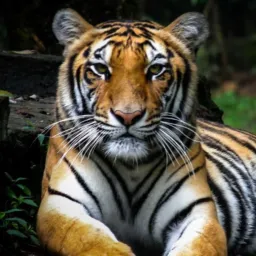 Grupo da Tigresas🐆😋😈🤤🤤🤤🤤
