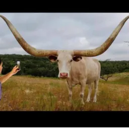 Cornagem.com 🐂