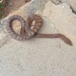 Só safadeza boa