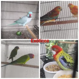Só bico torto exóticos são Paulo e grande são Paulo só ddd011 a 019.