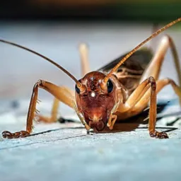 SWEET GRILLE🦗Werbegruppe&Chat🆎️1️⃣8️⃣
