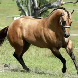 Putaria sem lei