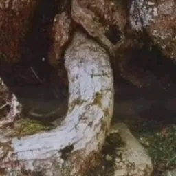Pornô Gay 24 horas