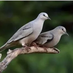 😎AMIGOS da minha rolinha🕊️