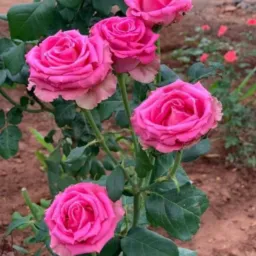 دیارانوظوانانو کروف📸🎬🫵👩❤️💋👩💅💋👄💄