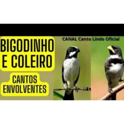 BIGODINHO & COLEIRA RJ🔥
