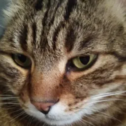 😻La Tana dei Curziosessuali😻