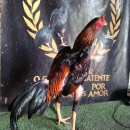 BUCETAR PISCANDO PRO MEU PAU LINDO DE MAIS