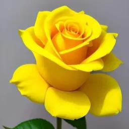 PUTARIA ON-LINE